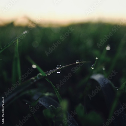 dew on the grass