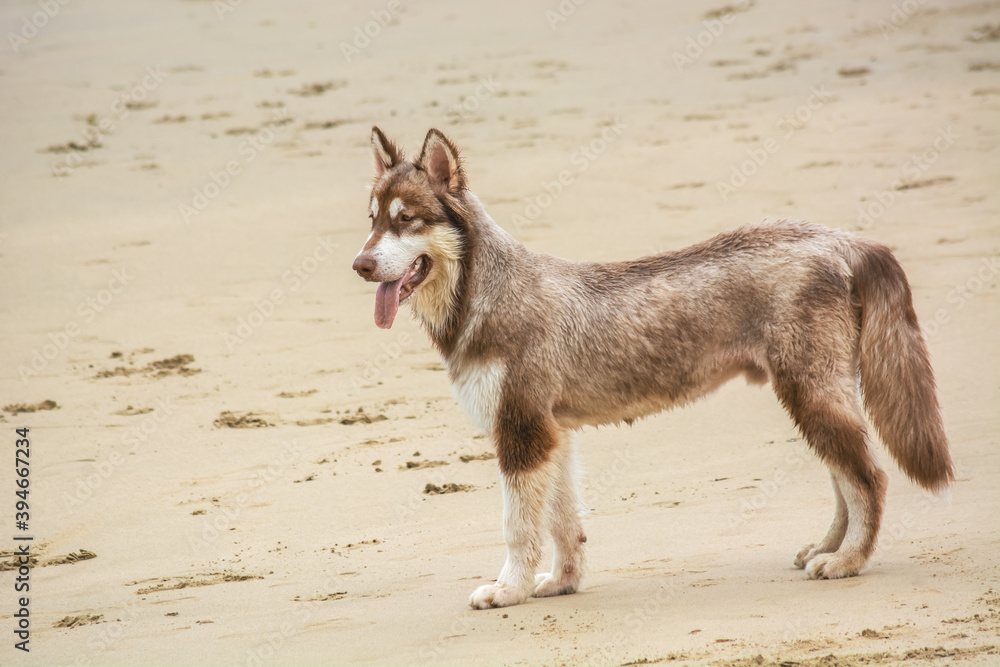 Beautiful mongrel stands on sandy beach with long tongue. Beautiful mongrel stands on sandy beach with long tongue.