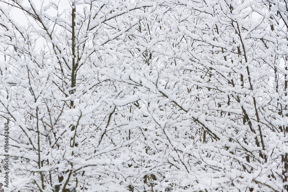 Defocused background of snow laden tree branches Defocused background of snow laden tree branches