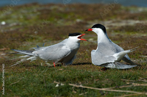 Visdief, Common Tern, Sterna hirundo