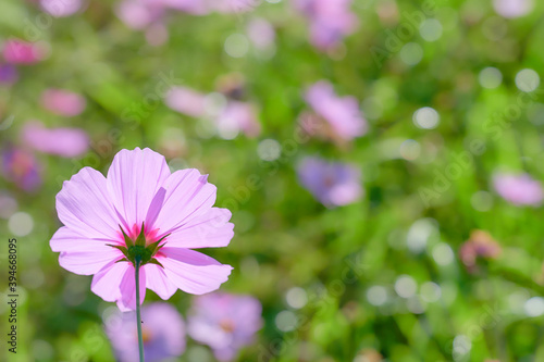一輪のピンク色のコスモスの花
