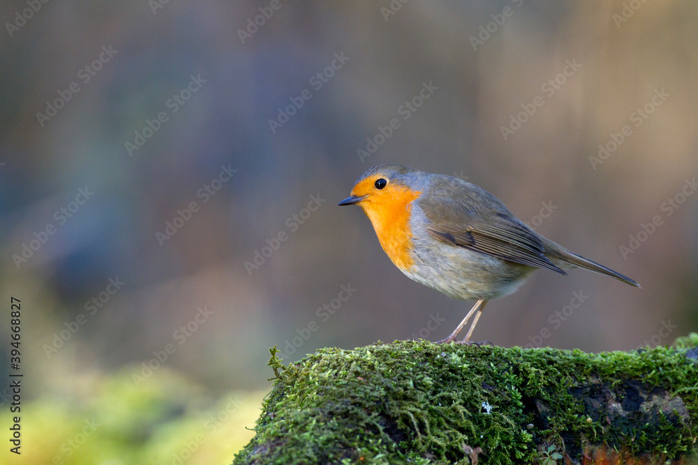 Roodborst; European Robin; Erithacus rubecula Roodborst; European Robin; Erithacus rubecula