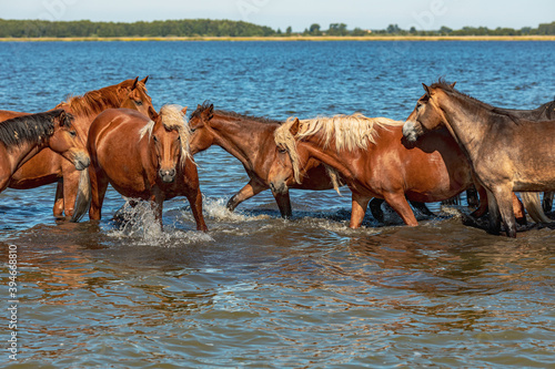 a herd of horses walks along the lake during a hot summer day