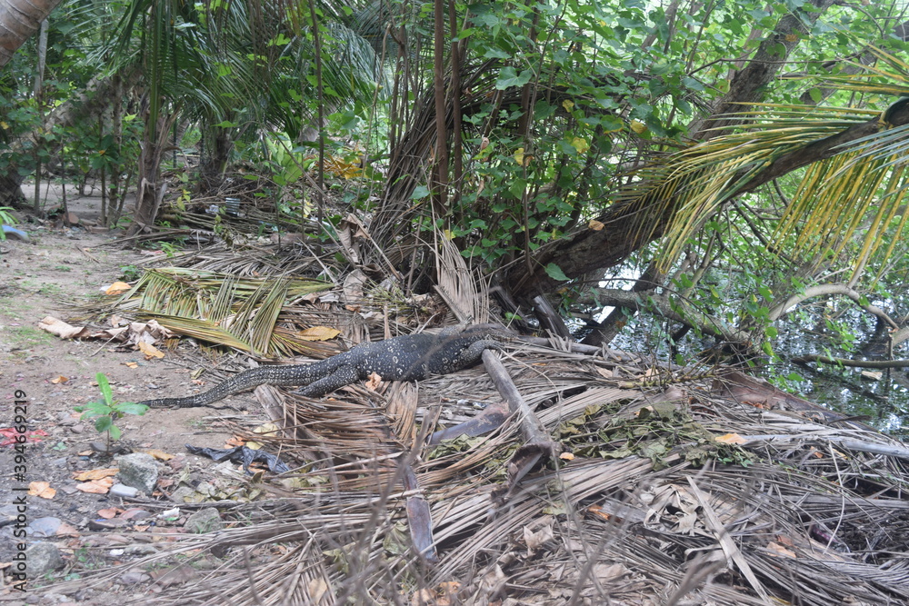 lizard in the jungle lizard in the jungle