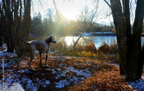 Weimaraner hunting dog stands and licks its lips on the shore of the lake in anticipation of the start of the autumn duck hunt