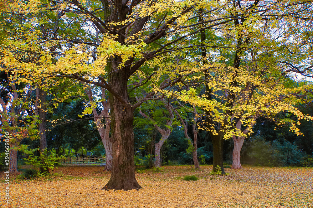 東京小石川植物園の銀杏の紅葉