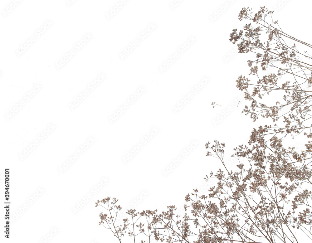 Dry field flowers isolated on white background. Dry wild meadow grasses or herbs. Dry field flowers isolated on white background. Dry wild meadow grasses or herbs.