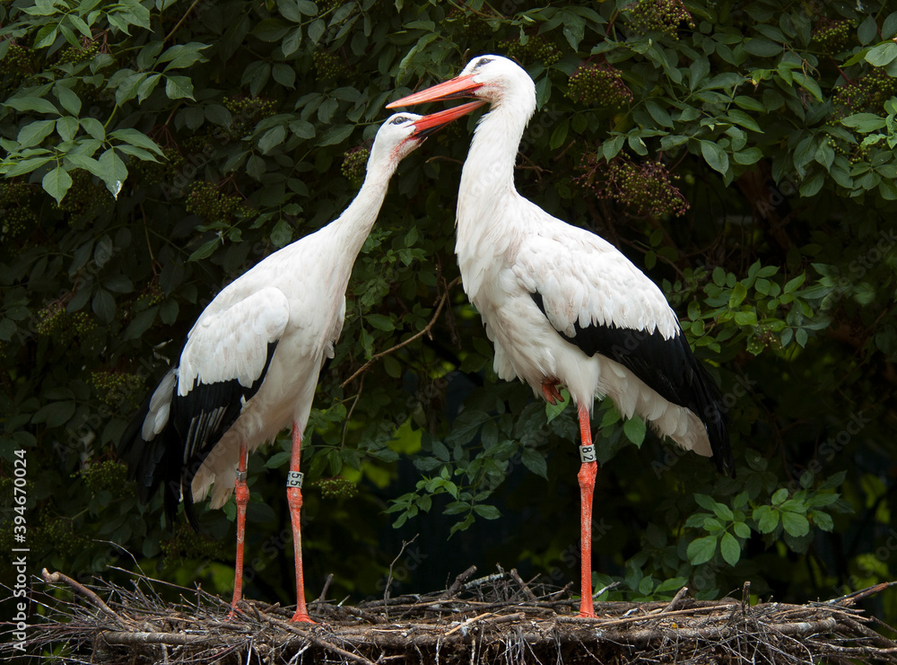 Fototapeta premium Ooievaar; White Stork; Ciconia ciconia