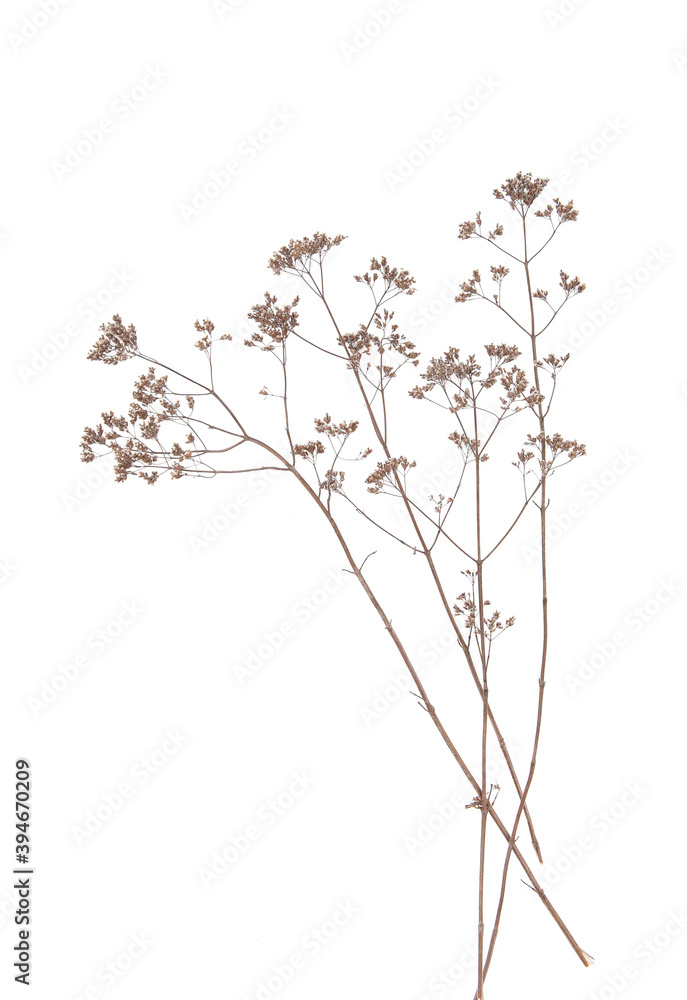 Dry field flowers isolated on white background. Dry wild meadow grasses or herbs. Dry field flowers isolated on white background. Dry wild meadow grasses or herbs.