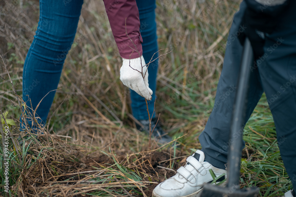 planting new trees with gardening tools in green park planting new trees with gardening tools in green park