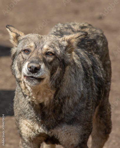 closeup portrait sad homeless abandoned brown dog outdoor