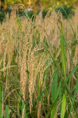 close up of yellow green rice field in Thailand.