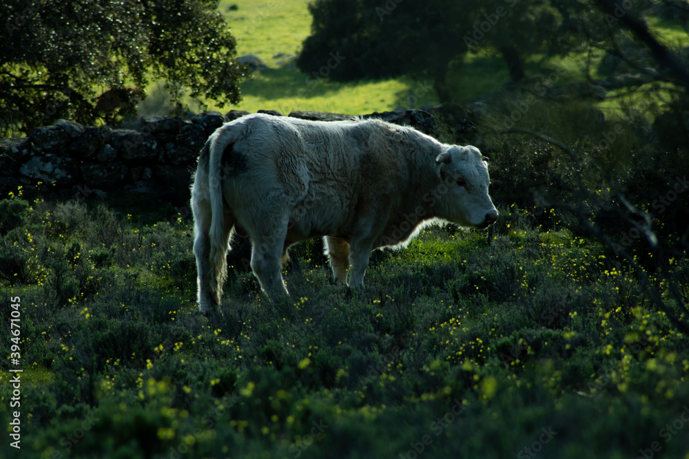 Obraz premium field cow