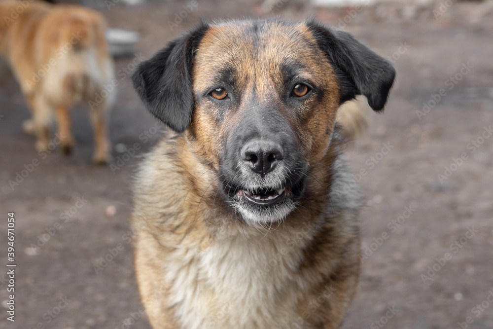 closeup portrait sad homeless abandoned brown dog outdoor closeup portrait sad homeless abandoned brown dog outdoor