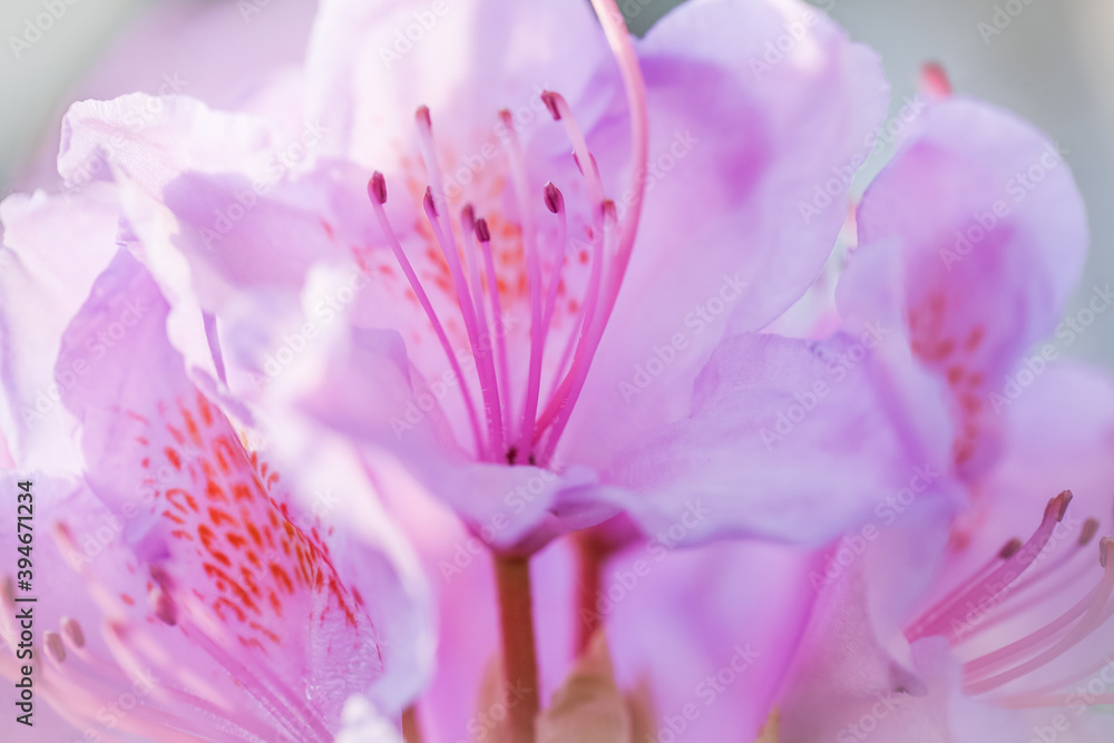 Purple rhododendron