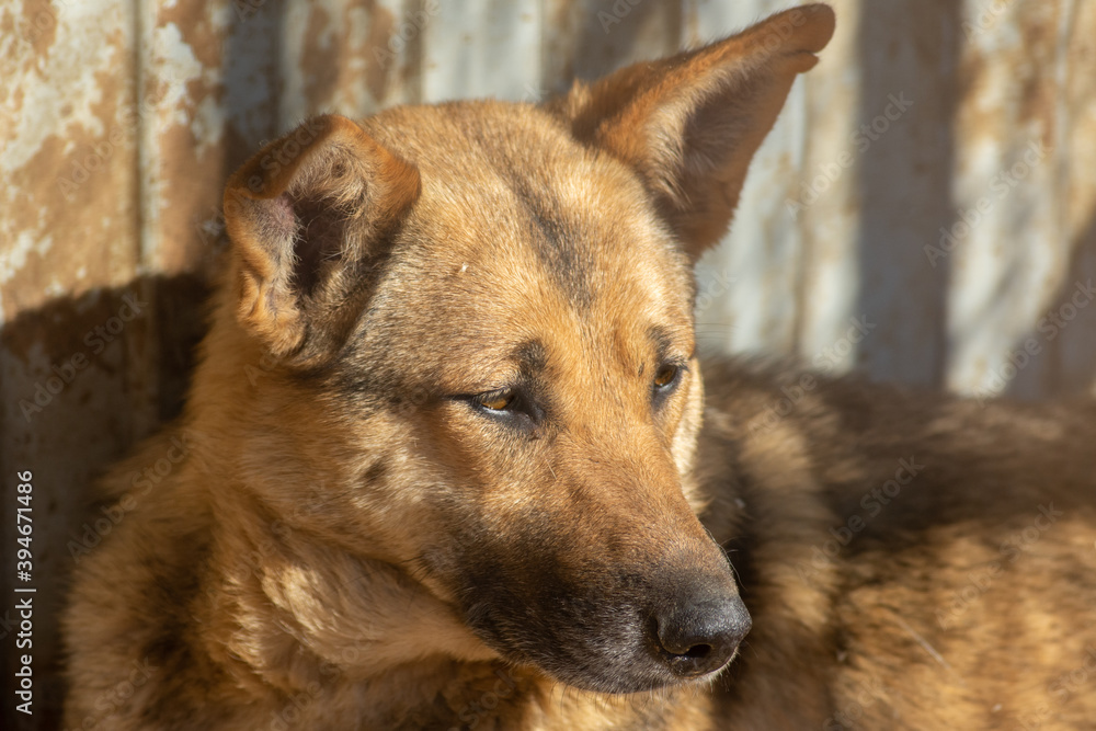 closeup portrait sad homeless abandoned brown dog outdoor closeup portrait sad homeless abandoned brown dog outdoor