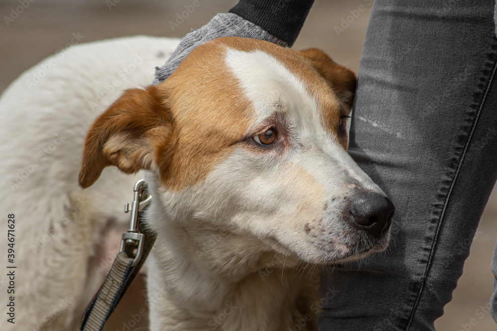 closeup portrait sad homeless abandoned brown dog with human hands in shelter for dogs closeup portrait sad homeless abandoned brown dog with human hands in shelter for dogs