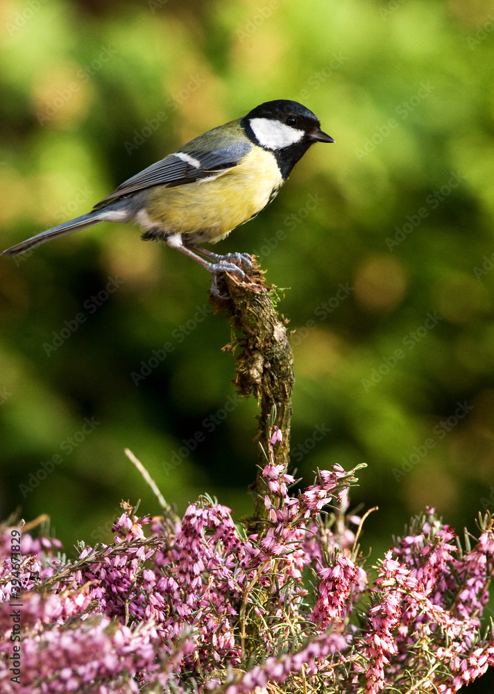 Obraz premium Koolmees, Great Tit, Parus major