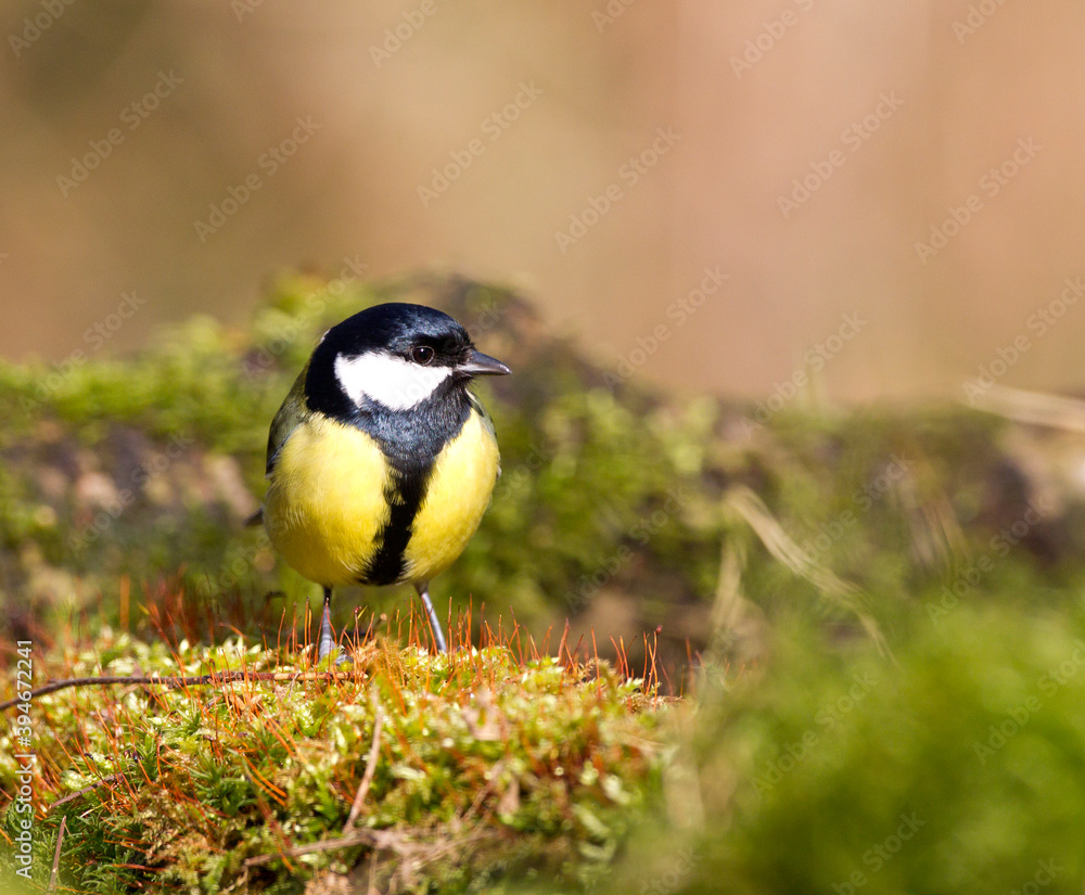 Koolmees, Great Tit, Parus major Koolmees, Great Tit, Parus major