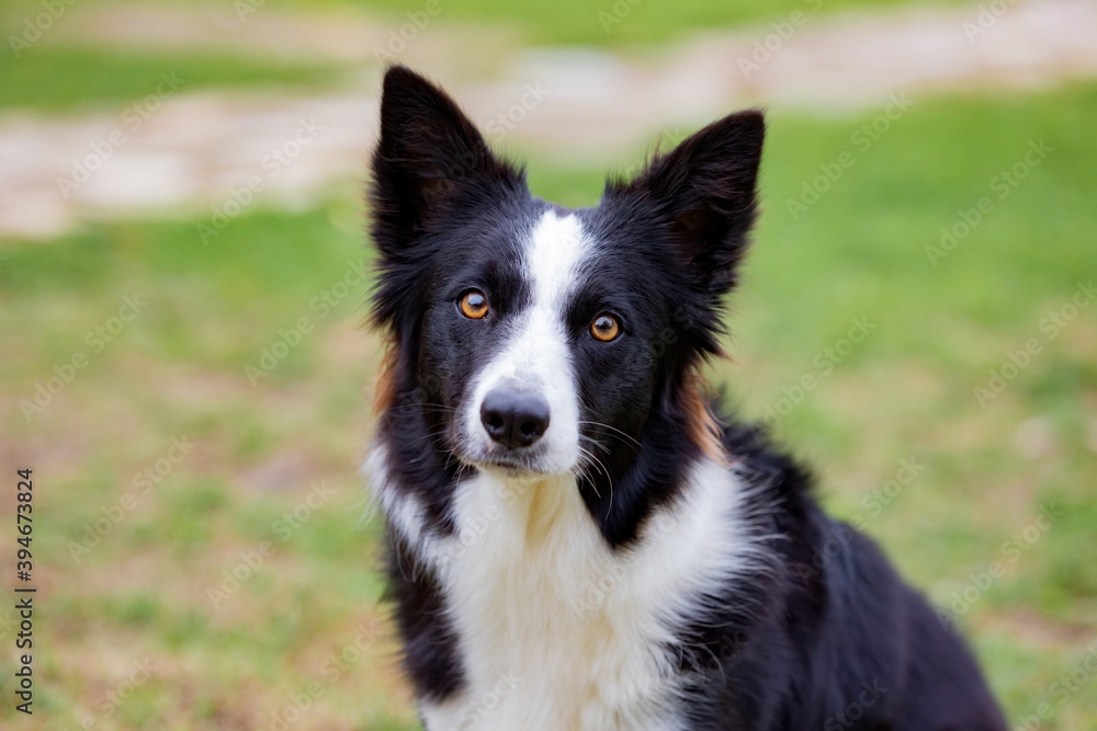 Beautiful Border collie black and white Beautiful Border collie black and white