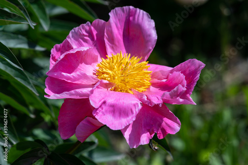 Pale pink peonies on a background of green leaves.