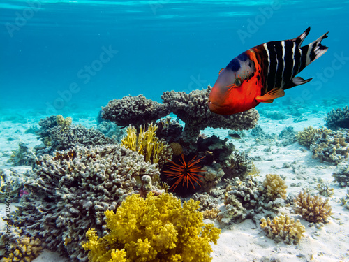 Coral reefs and tropical fish of the Red Sea