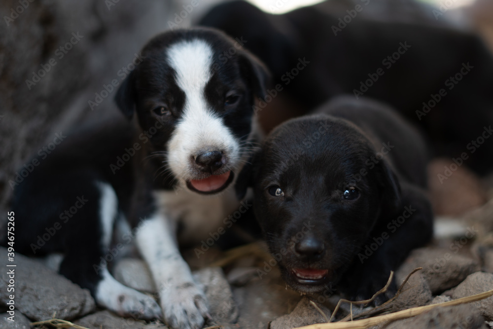 Closup shot of little puppies Closup shot of little puppies
