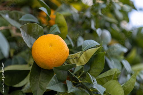 Wallpaper Mural Tangerine tree branch with fruit during seasonal harvest. Authentic farm series. Torontodigital.ca