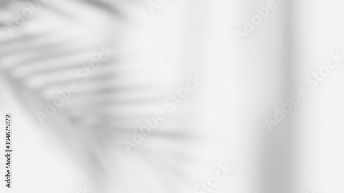 Abstract silhouette shadow white background of natural leaves tree branch falling on wall. Transparent blurry shadow of tropical leaves morning sun light.