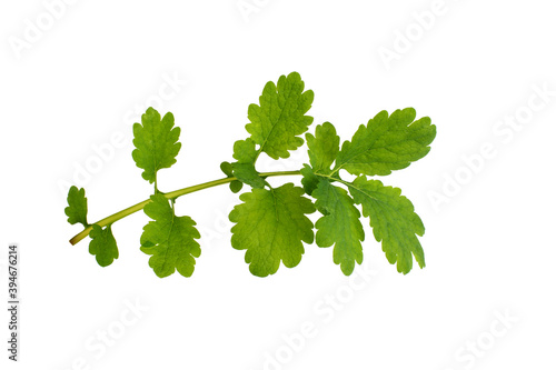 Leaves and a branch of a medicinal plant celandine on a white background, isolate.