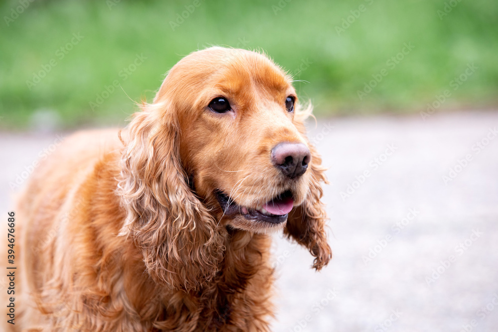 Adorable Cocker Spaniel outside