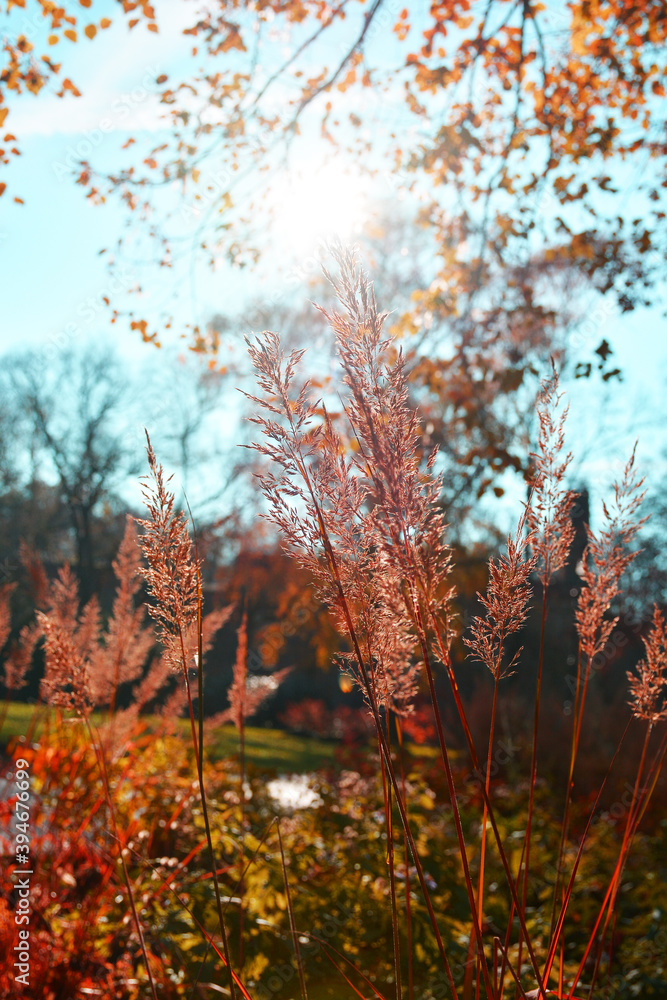 Grass against the background of the bright sun in autumn with a shallow depth of field, beautiful autumn landscape Grass against the background of the bright sun in autumn with a shallow depth of field, beautiful autumn landscape