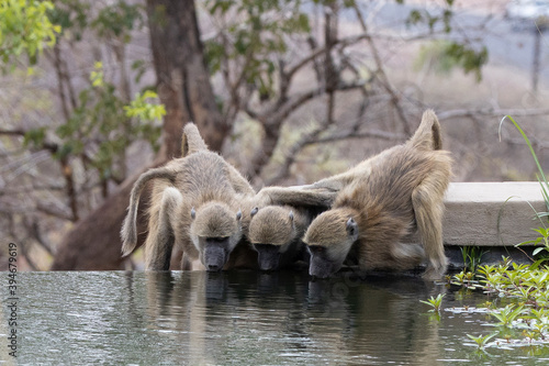 Baboons drinking