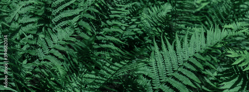 Natural floral fern background.