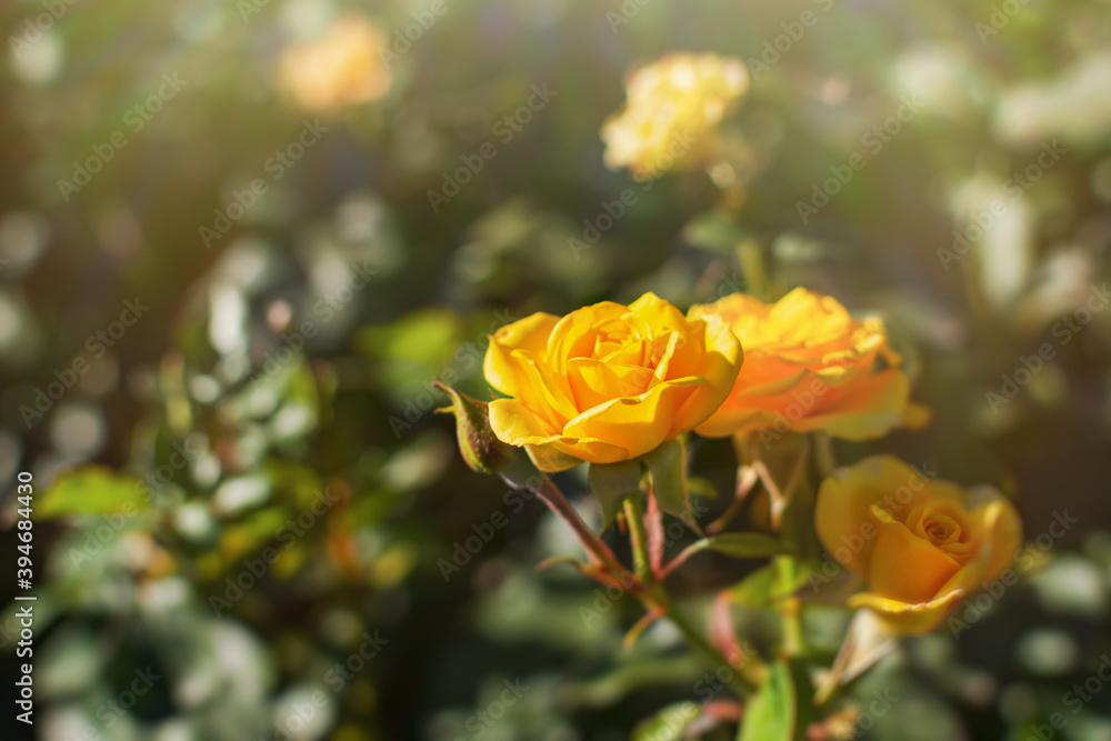Yellow roses close-up blooming in the garden. Blurry Sunny background with bokeh, soft focus, shallow depth of field. Colorful floral summer background for postcards, banners, Wallpapers. Copy space Yellow roses close-up blooming in the garden. Blurry Sunny background with bokeh, soft focus, shallow depth of field. Colorful floral summer background for postcards, banners, Wallpapers. Copy space