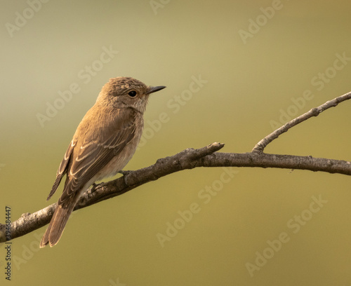 Fly Catcher perched on a branch