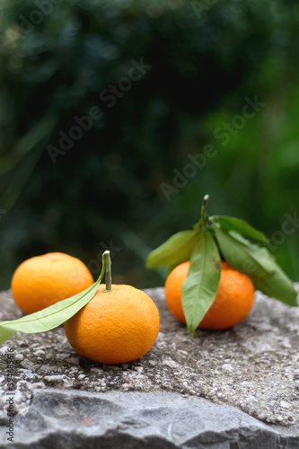 Fresh picked tangerines in the garden. Selective focus.