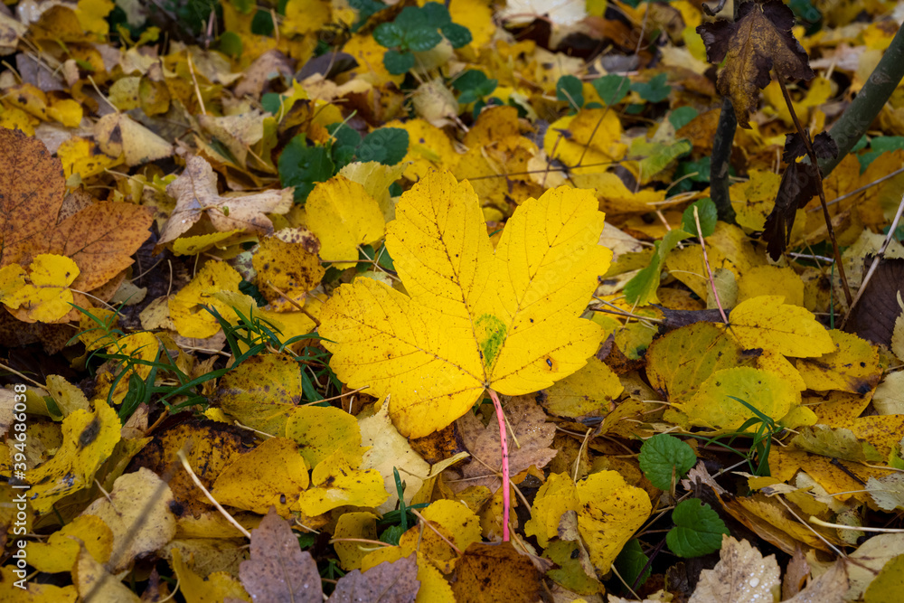 Beautiful yellow, red and orange autumn leaves on the ground. Picture from Scania county, southern Sweden