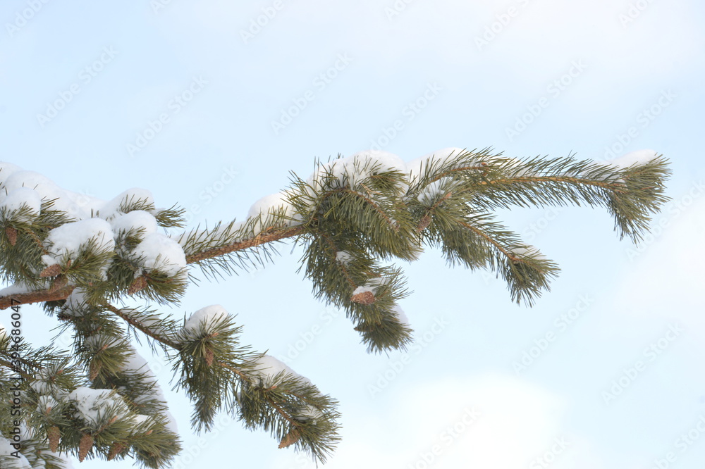 snow, winter, snow on a tree, tree, branch, nature, frost, cold, pine, christmas, ice, fir, white, spruce, frozen, plant, season, forest, green, branches, sky, needles, evergreen, blue , Seasonal, Sno snow, winter, snow on a tree, tree, branch, nature, frost, cold, pine, christmas, ice, fir, white, spruce, frozen, plant, season, forest, green, branches, sky, needles, evergreen, blue , Seasonal, Sno