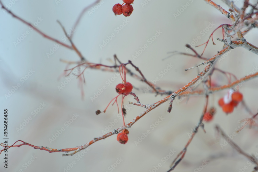 tree, nature, spring, branch, blossom, flower, red, winter, pink, plant, snow, cherry, bloom, season, sky, branches, berry, flowers, white, autumn, cold, bloom, natural, beautiful ,, winter, red, berr tree, nature, spring, branch, blossom, flower, red, winter, pink, plant, snow, cherry, bloom, season, sky, branches, berry, flowers, white, autumn, cold, bloom, natural, beautiful ,, winter, red, berr
