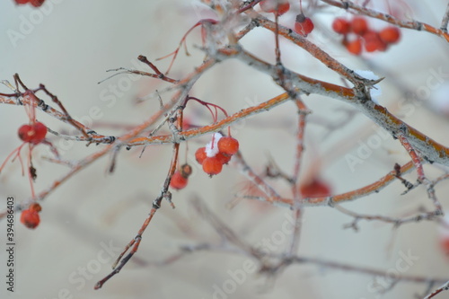 tree, nature, spring, branch, blossom, flower, red, winter, pink, plant, snow, cherry, bloom, season, sky, branches, berry, flowers, white, autumn, cold, bloom, natural, beautiful ,, winter, red, berr