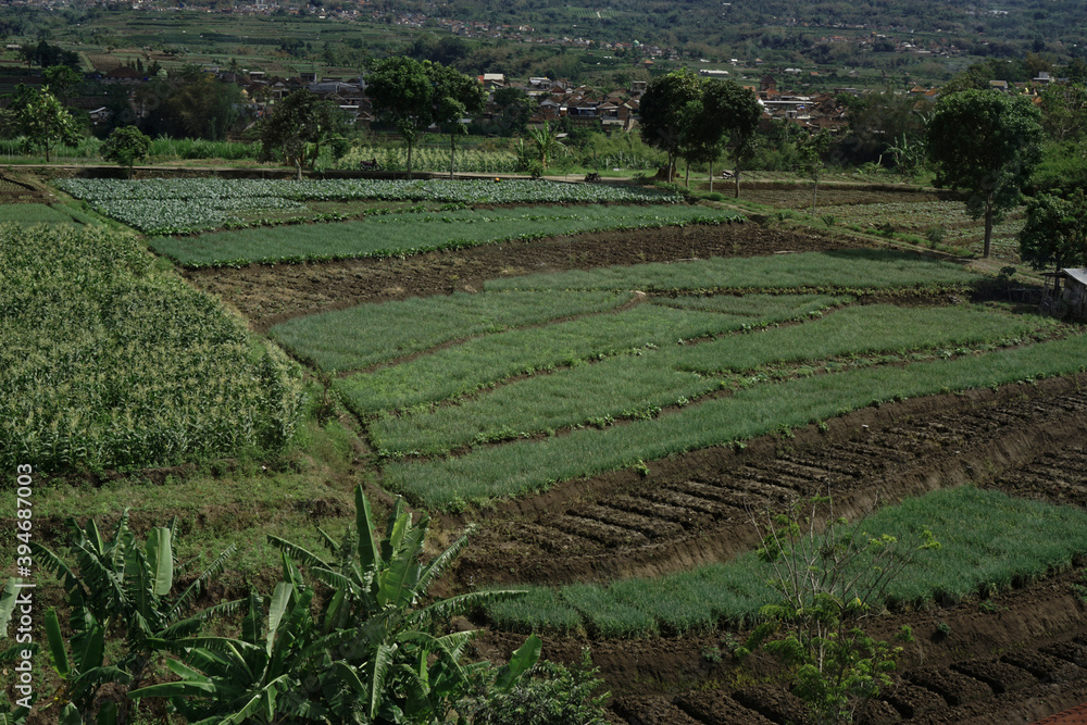This is an existing plantation in Indonesia. there are several plants onions, mustard greens, and other types of vegetables. very beautiful and cool natural scenery.
