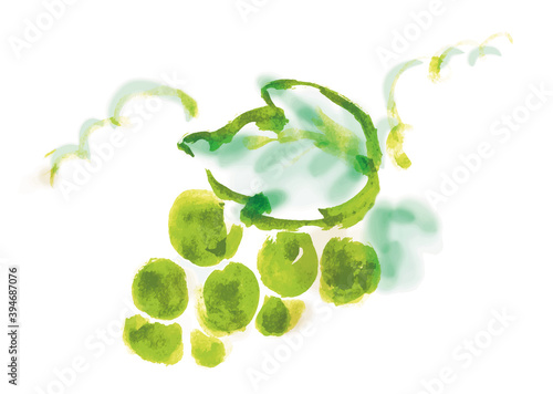 黄緑色のブドウの手描き筆書きイラスト　マスカット