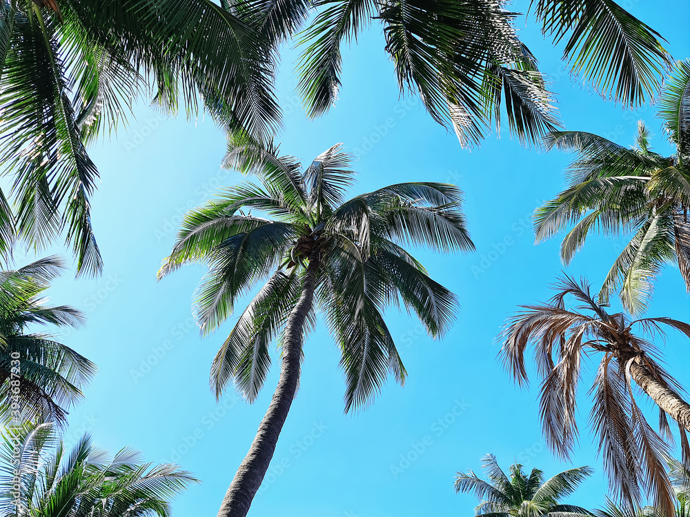 Low Angle View of Coconut Trees Against Clear Blue Sky