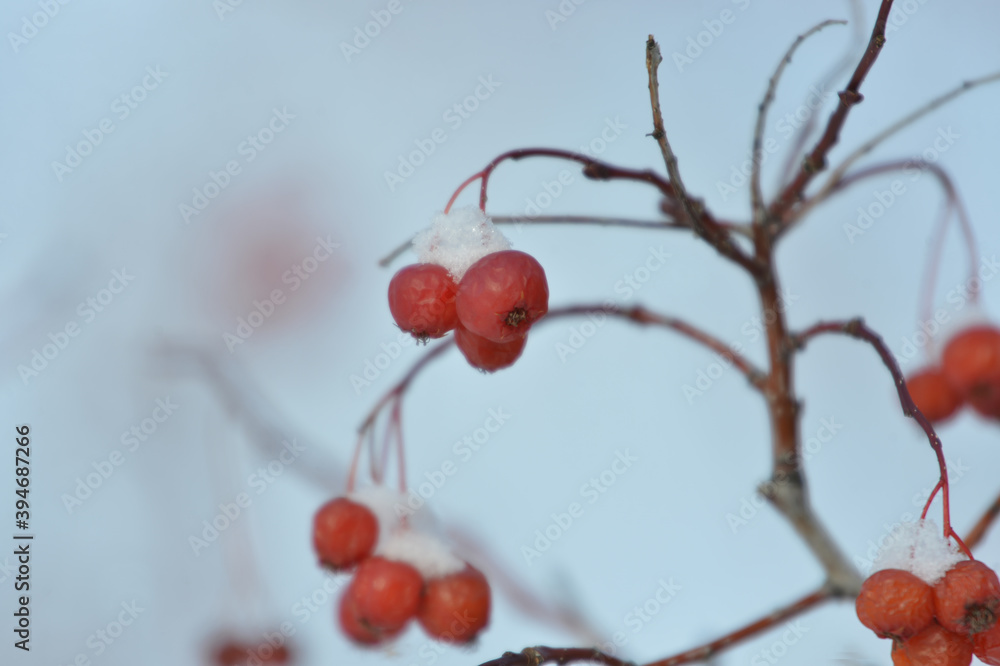 tree, nature, spring, branch, blossom, flower, red, winter, pink, plant, snow, cherry, bloom, season, sky, branches, berry, flowers, white, autumn, cold, bloom, natural, beautiful ,, winter, red, berr