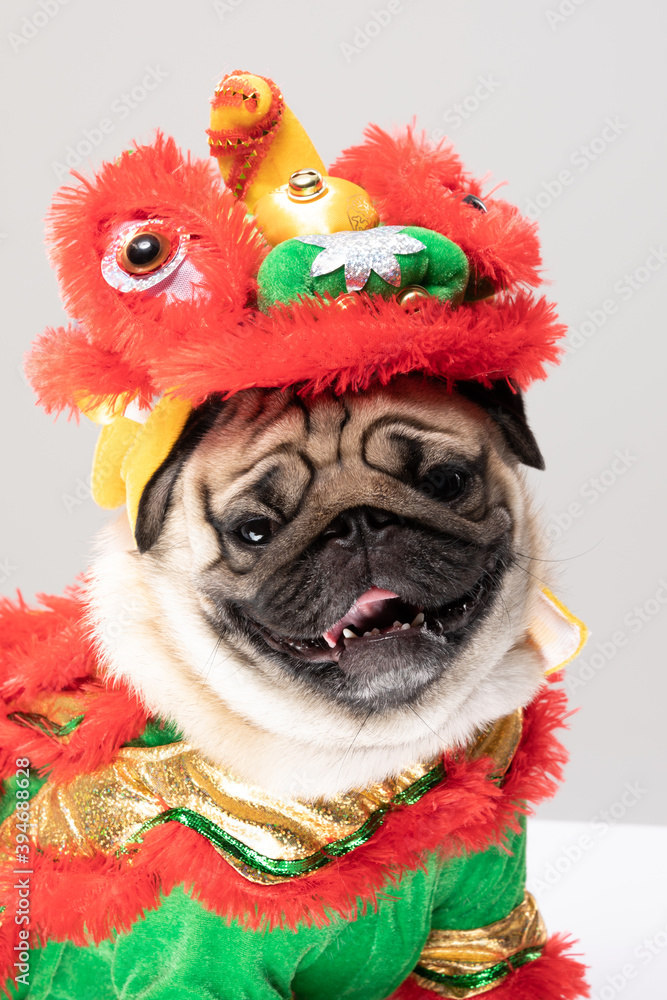 Happy dog pug breed in Chinese New Year Lion dance costume for Happy and lucky year