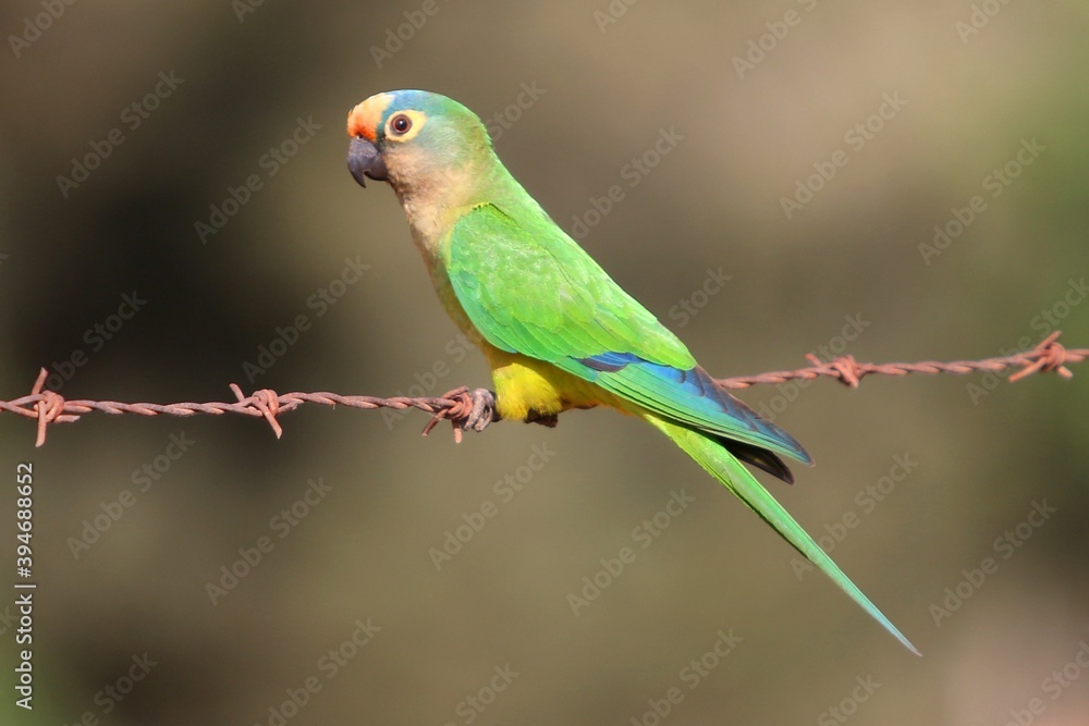 
Brazilian parakeet