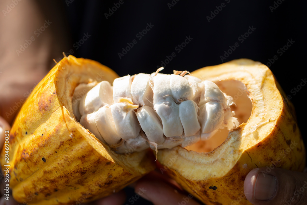 man holding a ripe cocoa fruit with beans inside