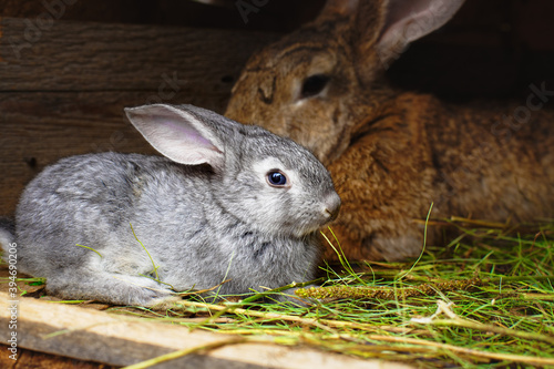 A small grey rabbit next to my mother. Touching animal relationships.