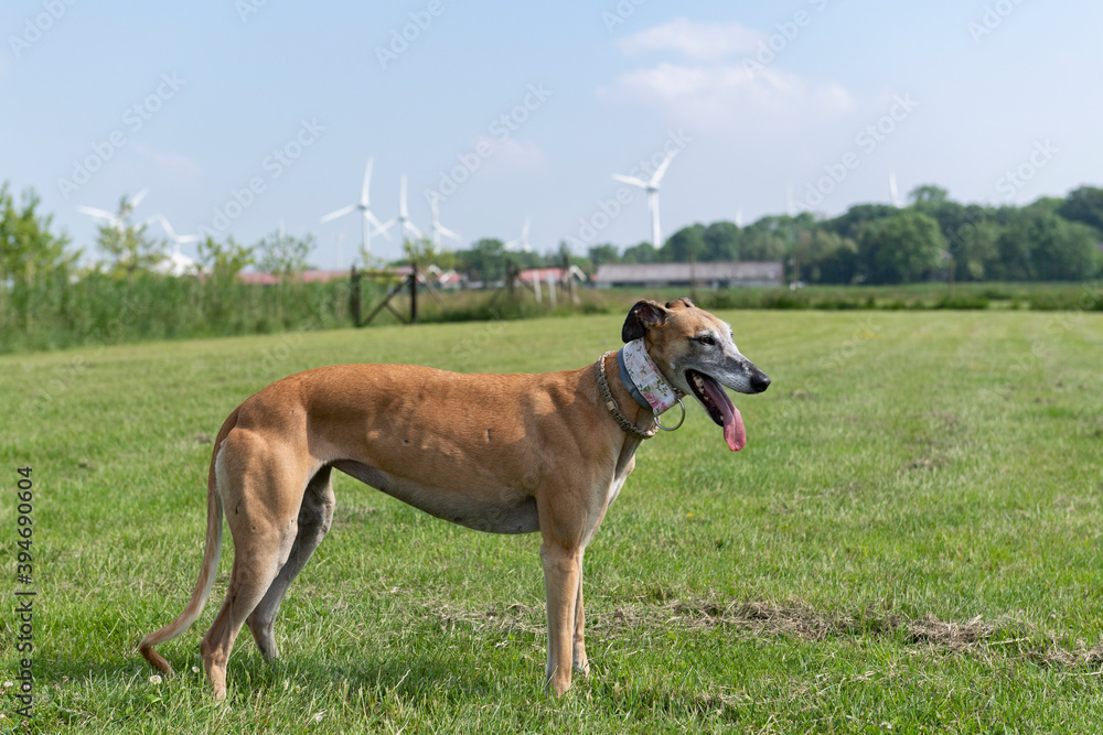 StehenderGalgo auf der Wiese StehenderGalgo auf der Wiese